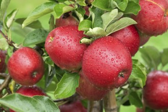 Apple (Malus domestica 'Orangenburg'), Bundessorteamt, testing centre Wurz, Germany, Europe