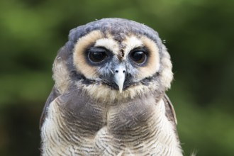 A Malayan owl in front view