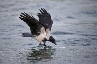 A hooded crow catches a fish in flight