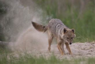 Digging golden jackal