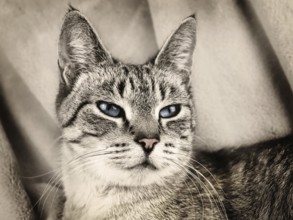 Portait of domestic cat against beige background