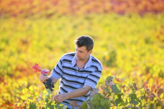 Farmer man in vineyard harvest autumn leaves in mediterranean field