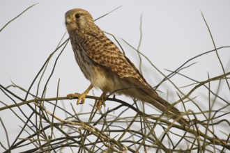 Common Kestrel, Bird sanctuary, Gujarat, India, Asia