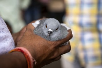 Man checking pigeon before buying, pigeons market, Pune, Maharashtra, India, Asia