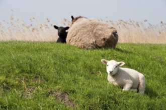 Sheep with lambs on the dike in Holland