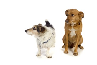 Two dogs in the studio isolated over white background