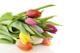 Colorful bouquet of tulips on white background