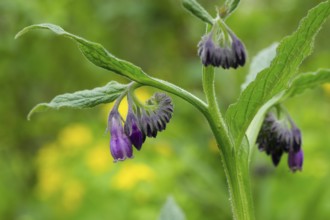 Flower of a purple comfrey