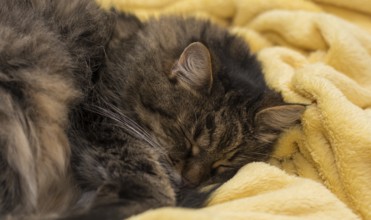 Little house cat sleeping in a soft yellow blanket