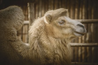 Close up Portrait of Camel over the Dark Background Varna, Bulgaria, Europe