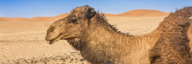 Merzouga in the Sahara Desert in Morocco. Afica. Web banner in panoramic view