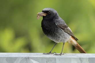 Black Redstart, Phoenicurus ochruros