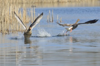 Flying Greylag Geese in Upper Lusatia.landing grey goose in Upper Lusatia