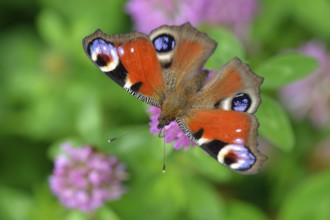 Peacock butterfly on a flower, Peacock butterfly on a flower