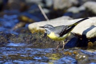 Grey wagtail in spring. Grey wagtail looking for food
