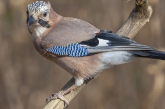 Eurasian Jay (Garrulus glandarius) on a branch in the forest