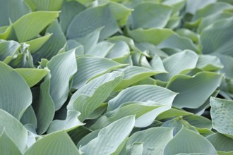 Grey-blue hosta (Hosta 'Krossa shelf'), Prillwitz Castle Park, Przelewice, West Pomerania, Poland,