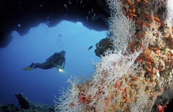 Diver under coral overhang, Maldives, Indian Ocean, Ari Atoll, Asia