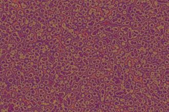 Shape of bacterial cell: cocci, bacilli, spirilla bacteria background
