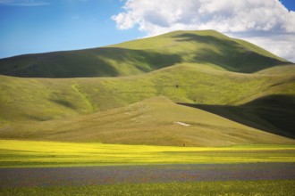 Farmland at Piano Grande, Castelluccio, Umbria, Italy, Europe