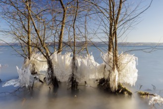 Group of frozen trees by the lake, winter horizon and ice crystals, Hörnle, Constance, Lake