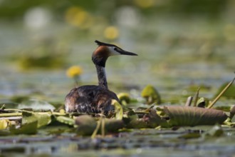 Great crested grebe breeding on its nest