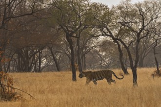 Tiger in Ranthambhore national park, rajasthan, India, Asia