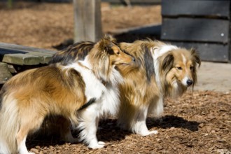 Two pure breed Shetland Sheltie dogs outdoor in sunshine