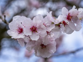 Almond blossom (Prunus dulcis), Maikammer, Rhineland-Palatinate, Germany, Europe