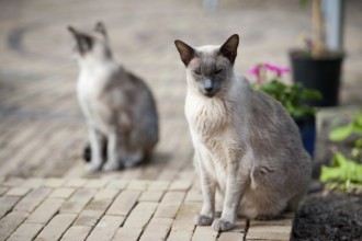 Siamese cats sitting outdoor in the garden