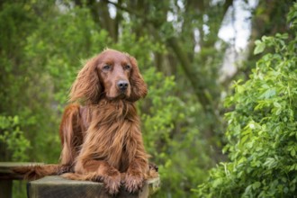 Irish Setter on a garden bench
