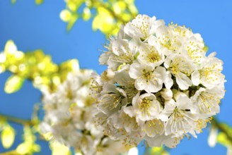 Cherry blossom with leafs and light background