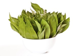 Wild garlic on a white background