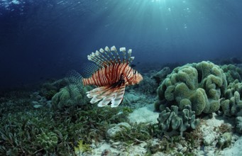 Common lionfish over seagrass, Pterois volitans, Indonesia, Raja Ampat, Irian Jaya, West Papua,