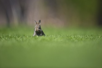 A cropped wild rabbit looks towards the camera in a green meadow