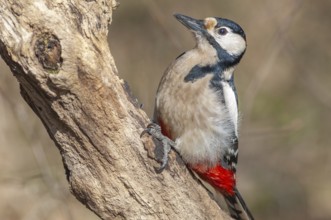Great Spotted Woodpecker (Dendrocopos major) on a branch in the forest. Bas-Rhin, Alsace, Grand