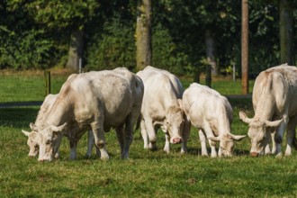 Group of white cows grazing peacefully on green pasture in sunlight, Weseke, Münsterland, Germany,