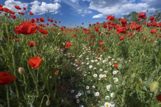 Field of poppy flowers and daisies at summer