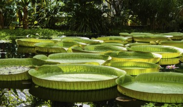 Giant water lily leaves, victoria cruziana in a water pond