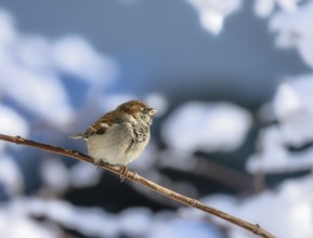 Closeup of a sparrow sitting on a snow covered bush