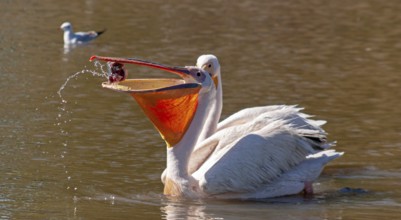 Pelican