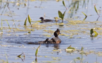 Grebe with Babies chicks in pond in Saskatchewan Canada