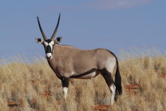 Oryx antelope (Oryx) antelope, Namibia, Africa, (Oryx), Horse bucks, Africa