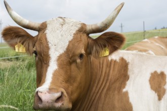 Cow with horns - portrait, Austria, Europe