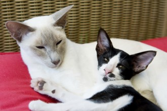 Siamese mother with black and white kitten