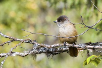 Siberian jay in Sweden in autumn Siberian jay in Sweden in autumn