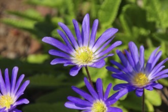 Anemone blue, Greek windflower 01