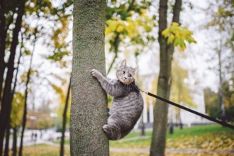 Male cat domestic gray wool stripes young good shape, dressed cat leash harness climbs a tree for