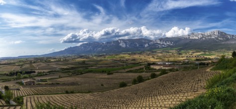 A landscape view of vineyards and mountains in the La Rioja Alavesa region of northern Spain
