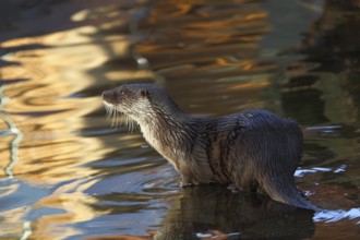 Otter (Lutra lutra) in water, captive, Tyrol, Austria, Europe